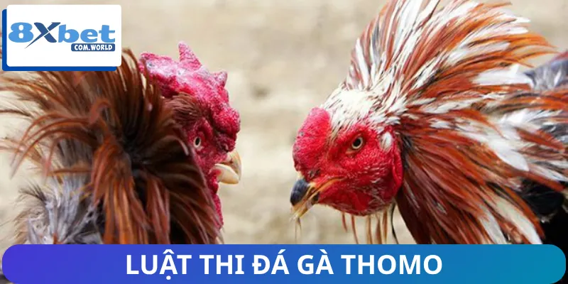 Đá Gà Thomo | Thánh Địa Của Những Chiến Kê Máu Lửa 2 Thể thức đấu của một trận đá gà Thomo