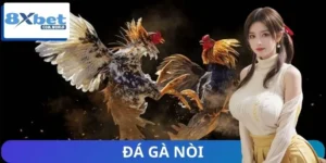 Đá Gà Nòi | Trận Chiến Kịch Tính của Những Kê Thủ Huyền Thoại