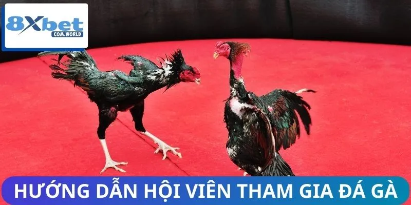 Đá Gà Nòi | Trận Chiến Kịch Tính của Những Kê Thủ Huyền Thoại 2 Hội viên cần nắm rõ cách chơi đá gà nòi