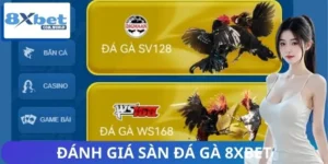 Người Chơi Đánh Giá Sàn Đá Gà 8XBET Ra Sao?